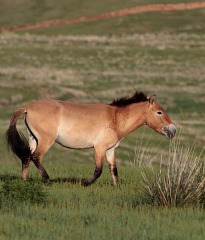 Nationalpark Chustain Nuruu  Reservat der Przewalski-Wildpferde