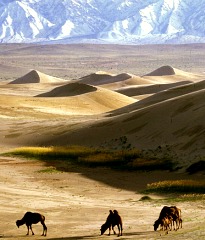 Khongoryn Els Sanddünen (singende Dünen)